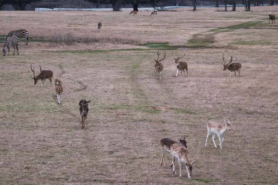 Axis bucks in velvet with fallow deer at Rustic Springs Ranch
