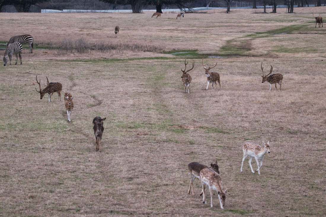 Axis bucks in velvet with fallow deer at Rustic Springs Ranch