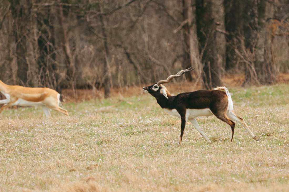 Trophy blackbuck antelope hunt photo at Rustic Springs Ranch
