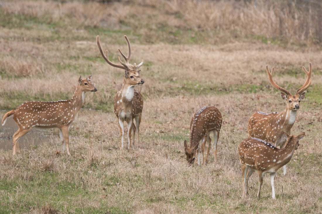 Texas Trophy Axis Hunting at Rustic Springs Ranch