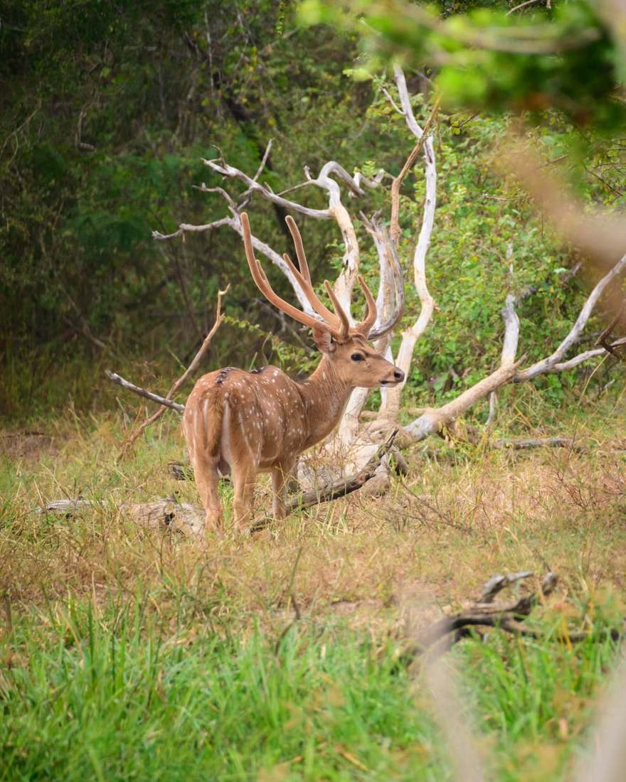 Axis Deer at Rustic Springs Ranch
