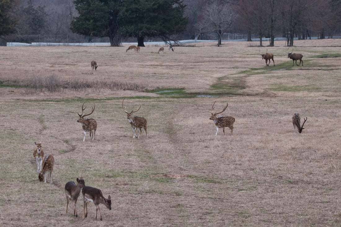 Axis bucks, red stags and fallow deer at Rustic Springs Ranch