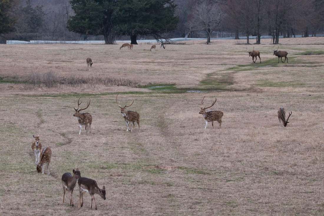 Axis bucks, red stags and fallow deer at Rustic Springs Ranch