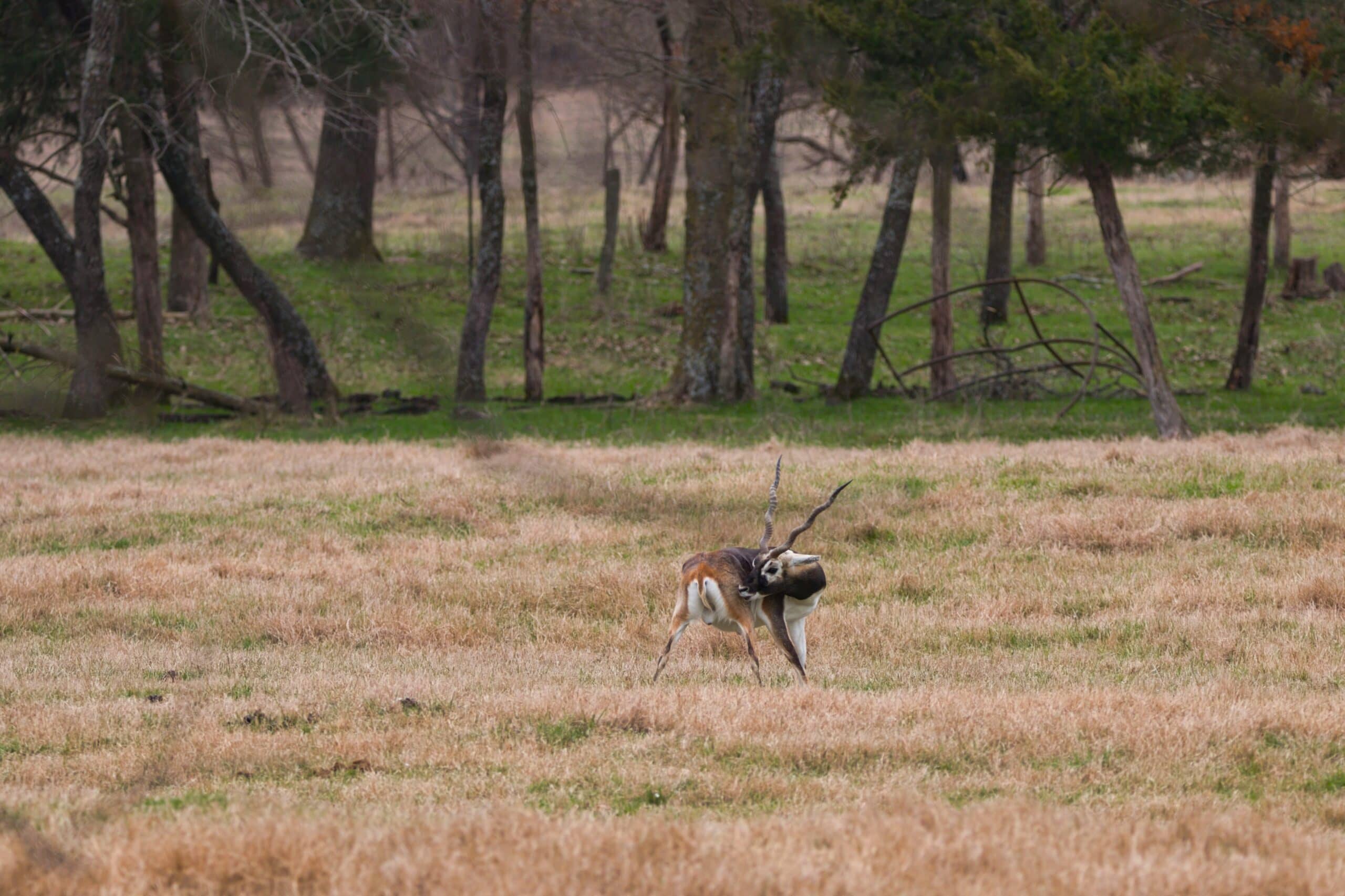 Trophy blackbuck at Rustic Springs Ranch