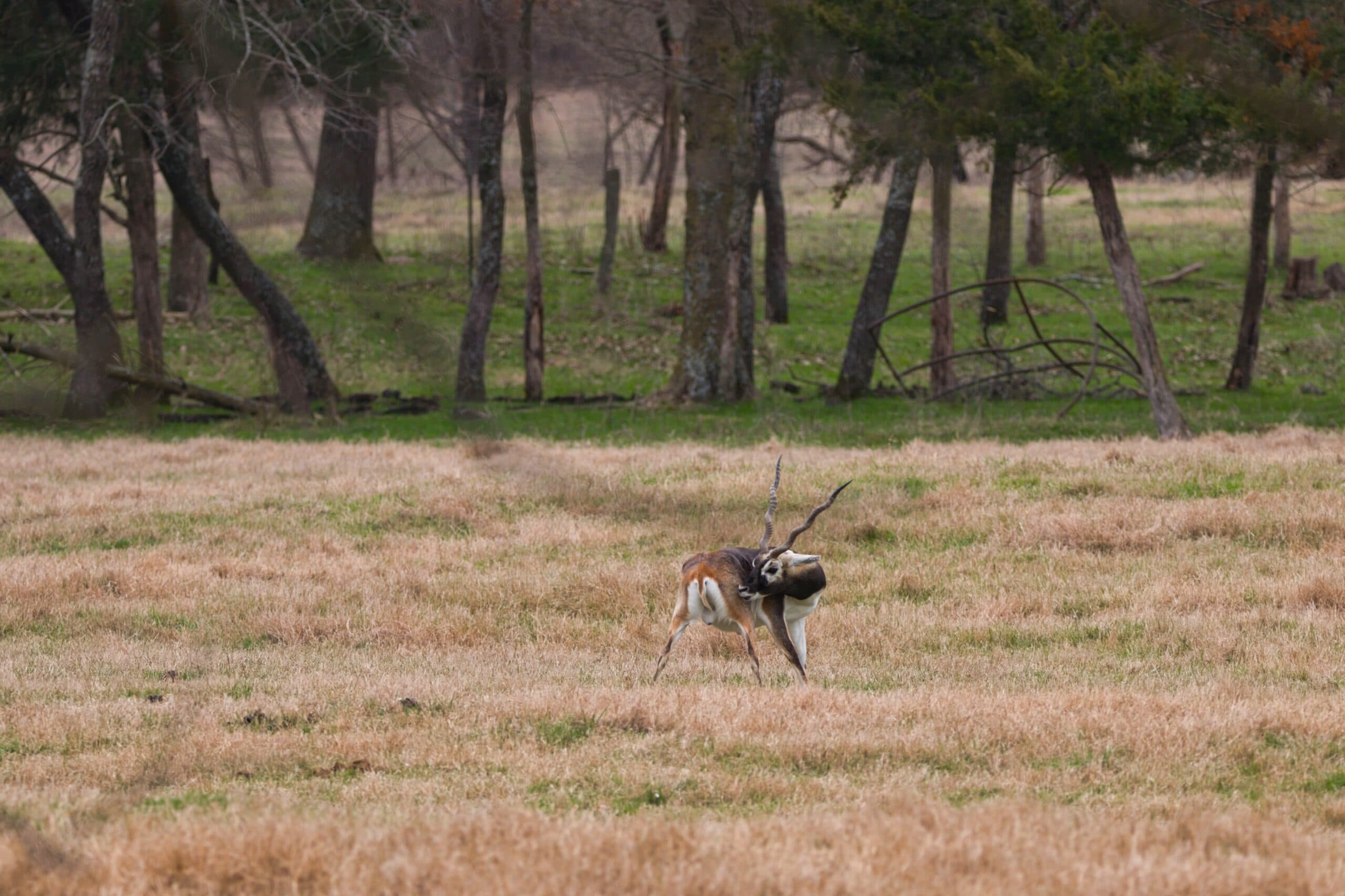 Trophy blackbuck at Rustic Springs Ranch