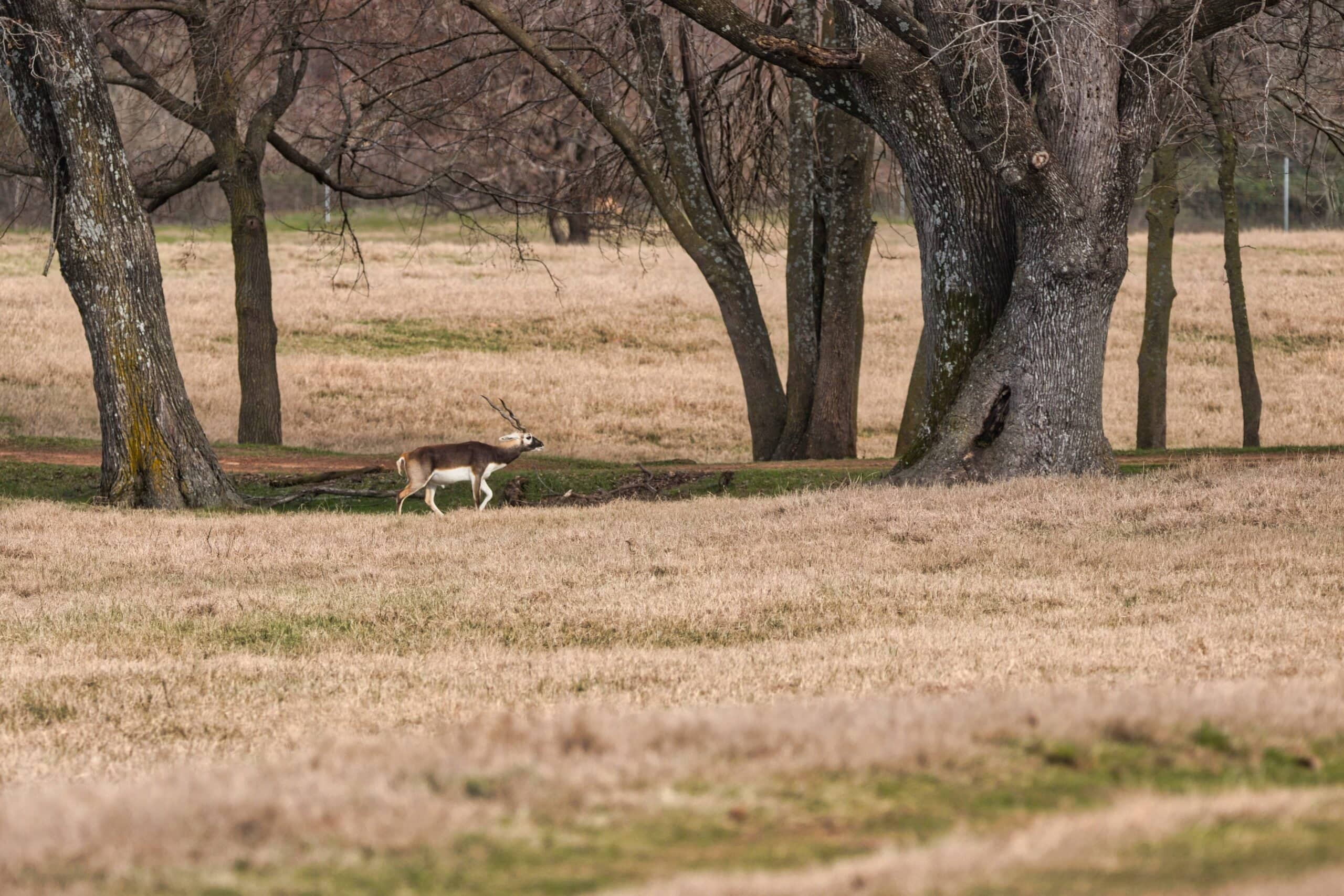 Trophy blackbuck antelope hunt photo at Rustic Springs Ranch