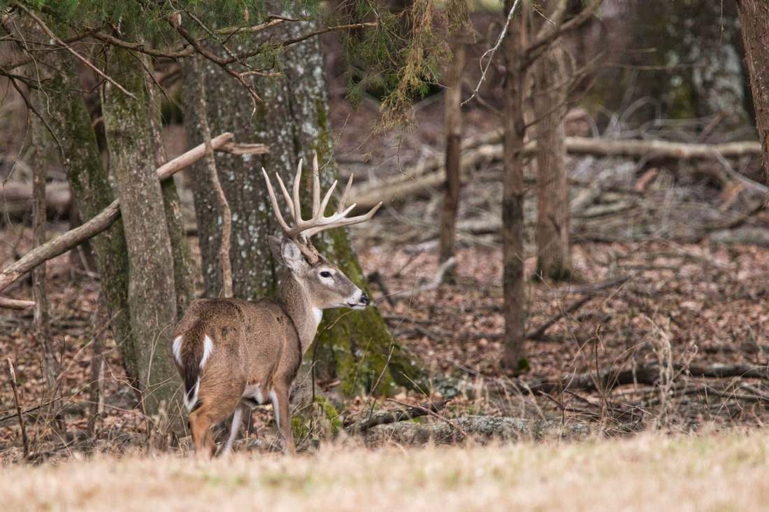Buck in brush saturation at Rustic Springs Ranch