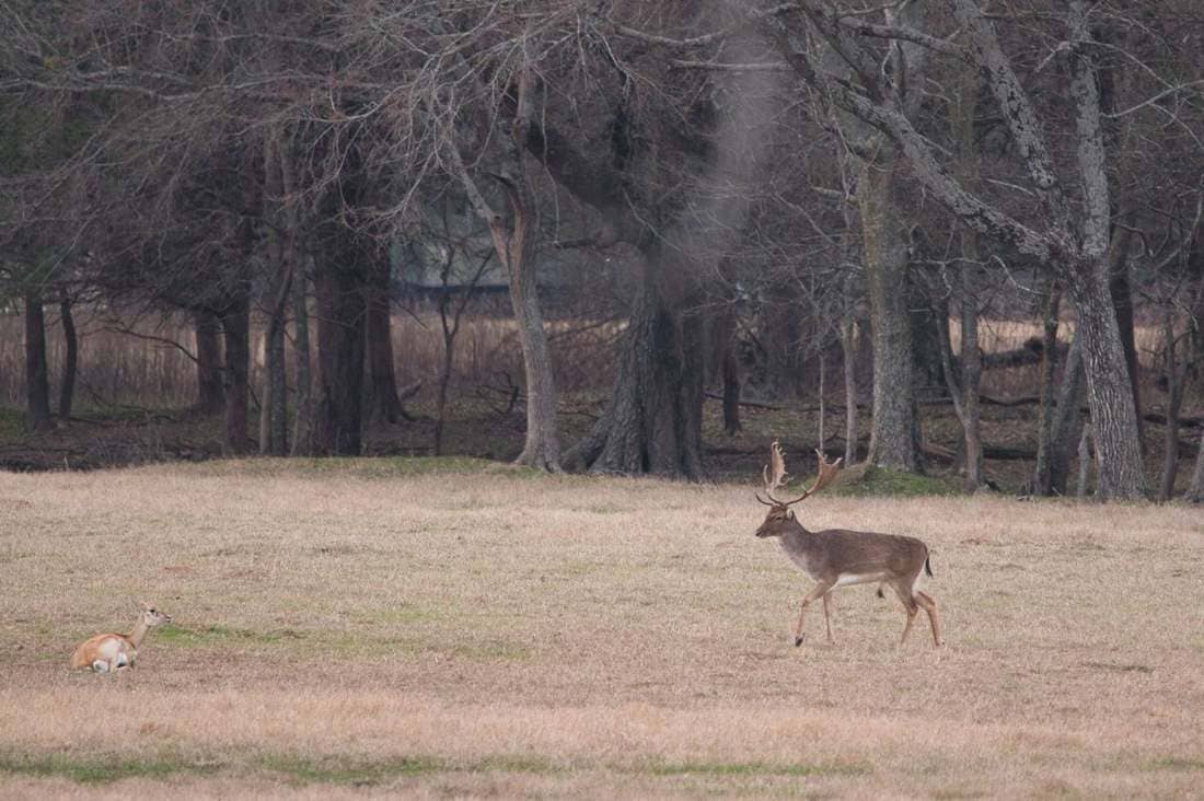 A trophy fallow buck at Rustic Springs Ranch