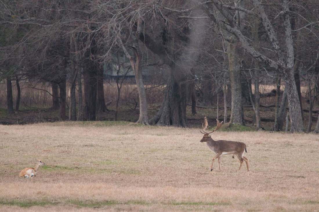 Trophy fallow buck at Rustic Springs Ranch