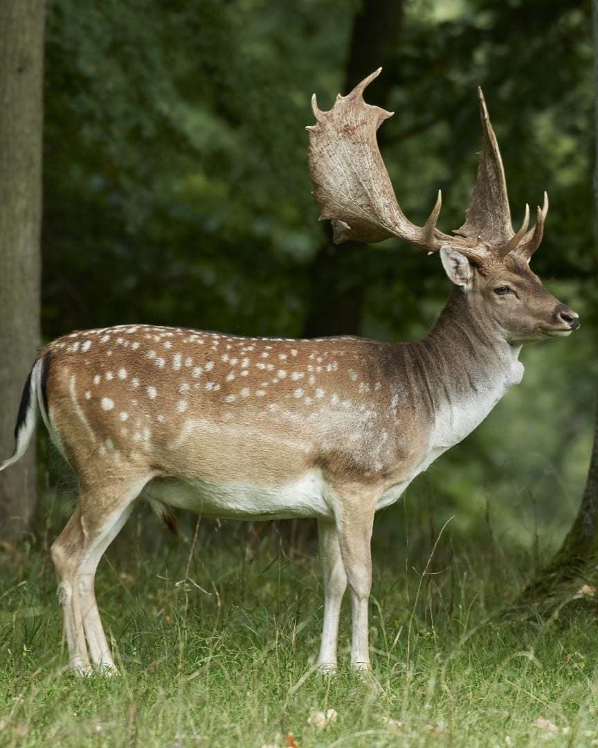 Fallow Deer at Rustic Springs Ranch