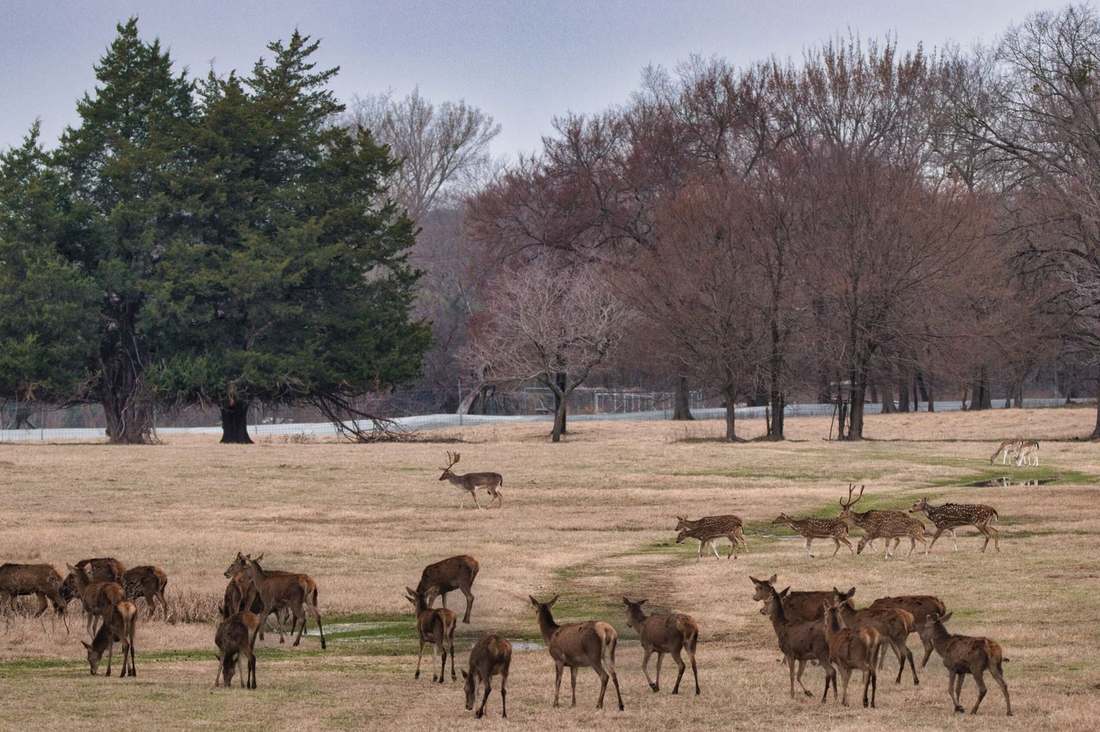 Fallow deer and axis at Rustic Springs Ranch