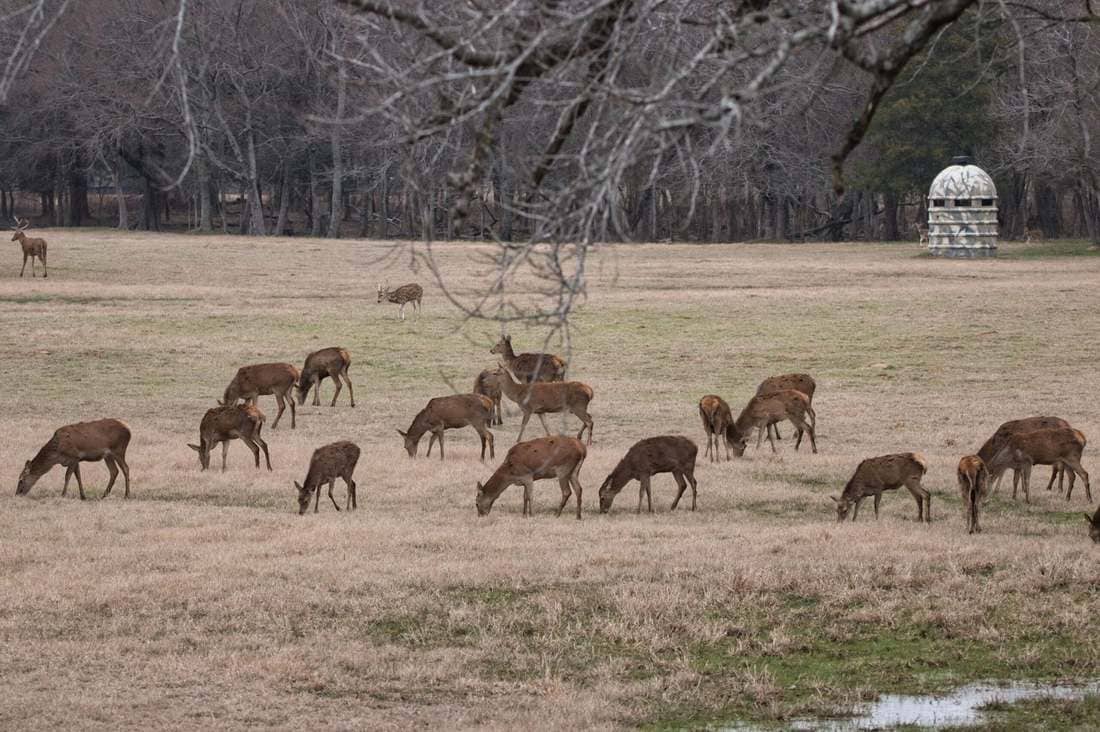 Red deer hinds at Rustic Springs Ranch