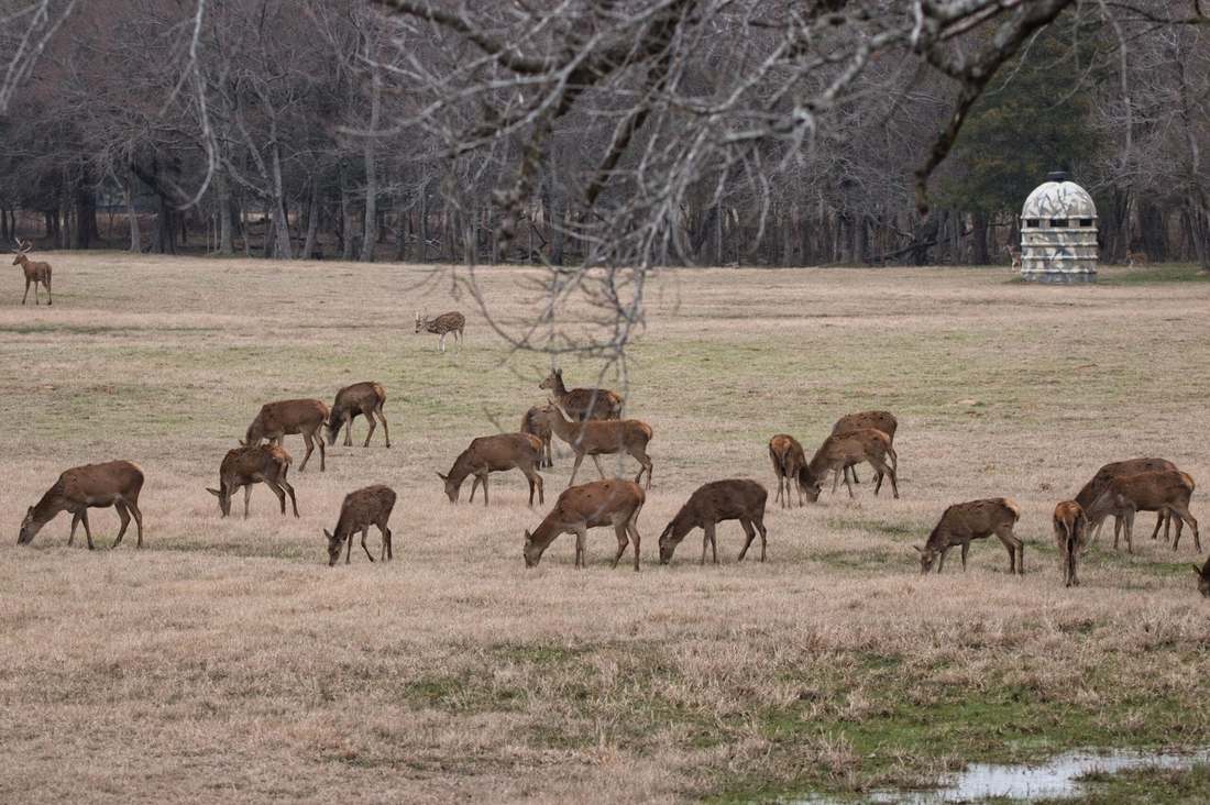 Guided Exotic Hunts Near Dallas at Rustic Springs