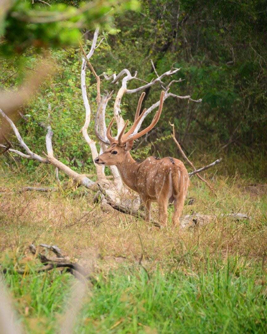 Majestic deer with huge antlers