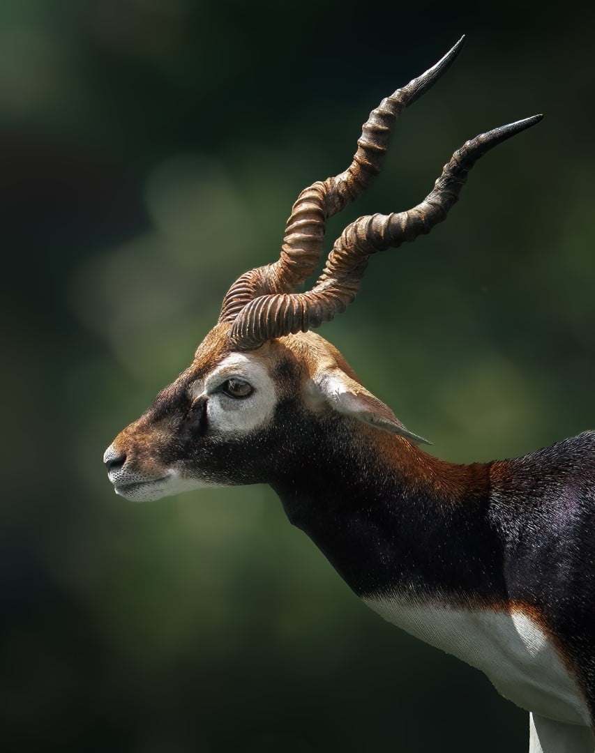 Blackbuck Antelope at Rustic Springs Ranch