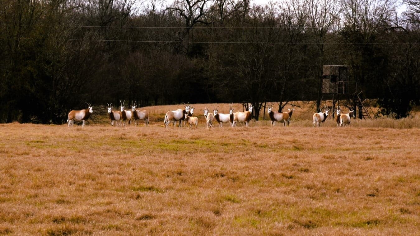 Scimitar horned oryx herd on the ranch