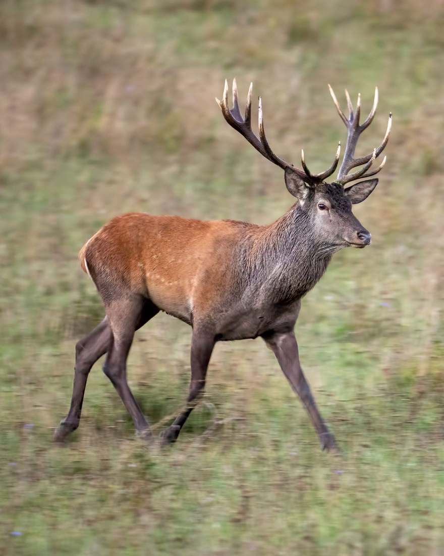 Texas Red Stag at Rustic Springs Ranch
