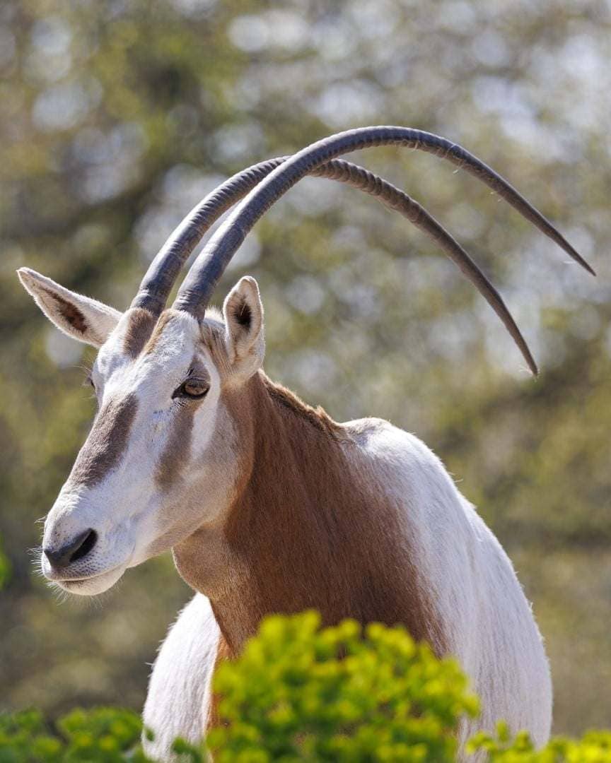 Scimitar horned oryx at Rustic Springs Ranch