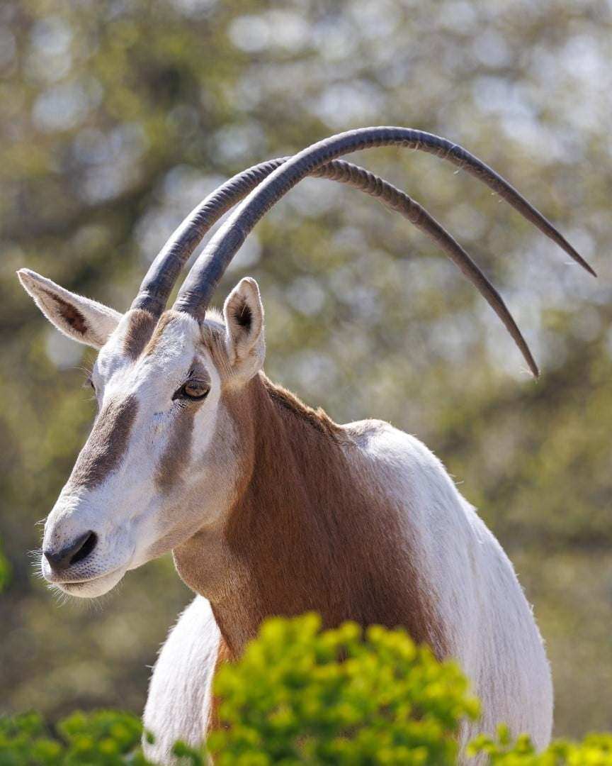 Scimitar horned oryx at Rustic Springs Ranch