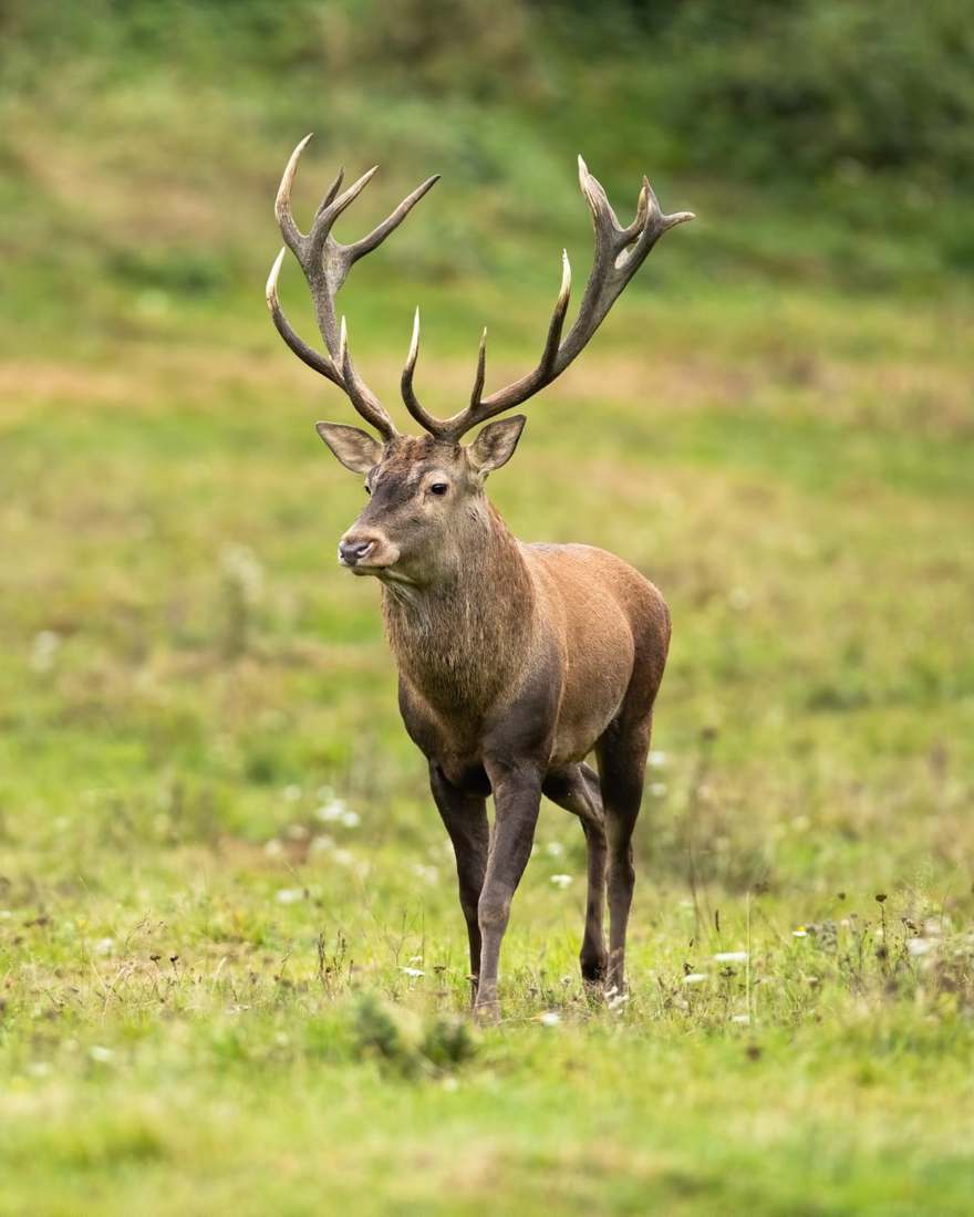 Single stag4 5 at Rustic Springs Ranch