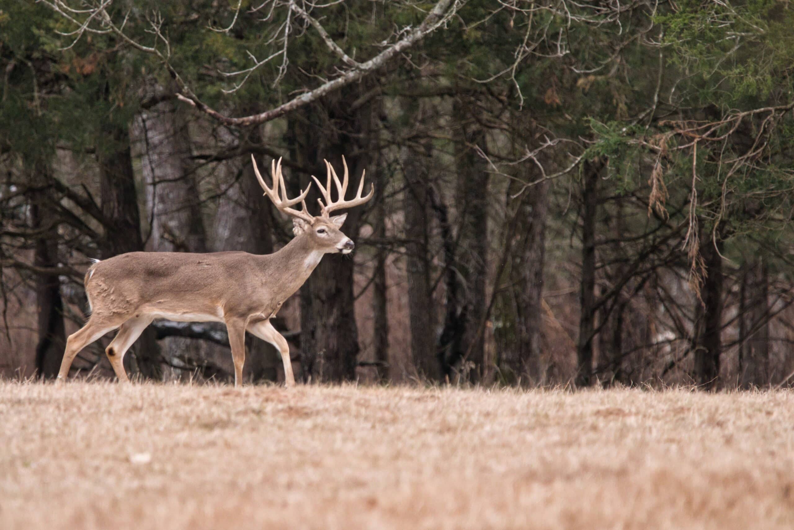 Trophy whitetail deer hunt photo at Rustic Springs Ranch