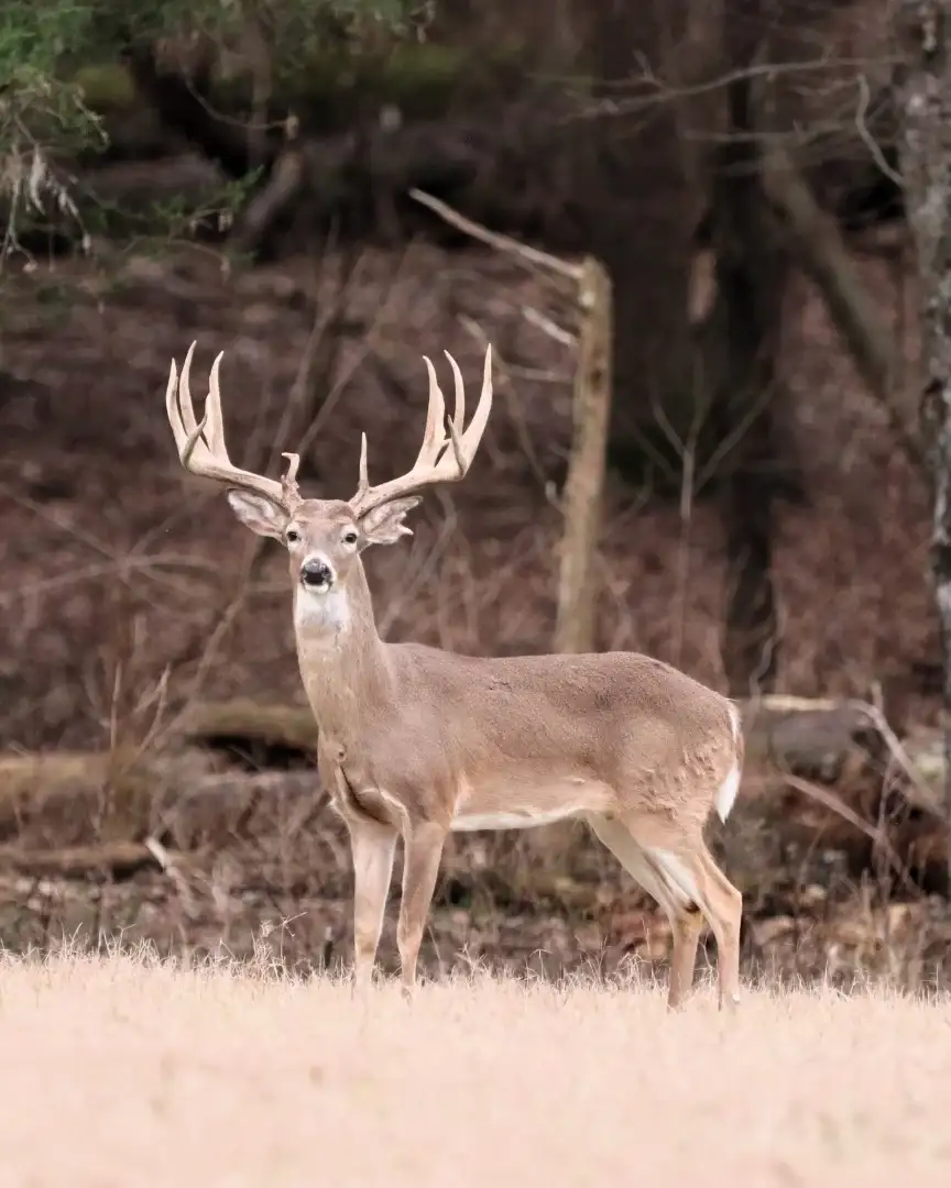 Trophy whitetail deer hunt photo at Rustic Springs Ranch