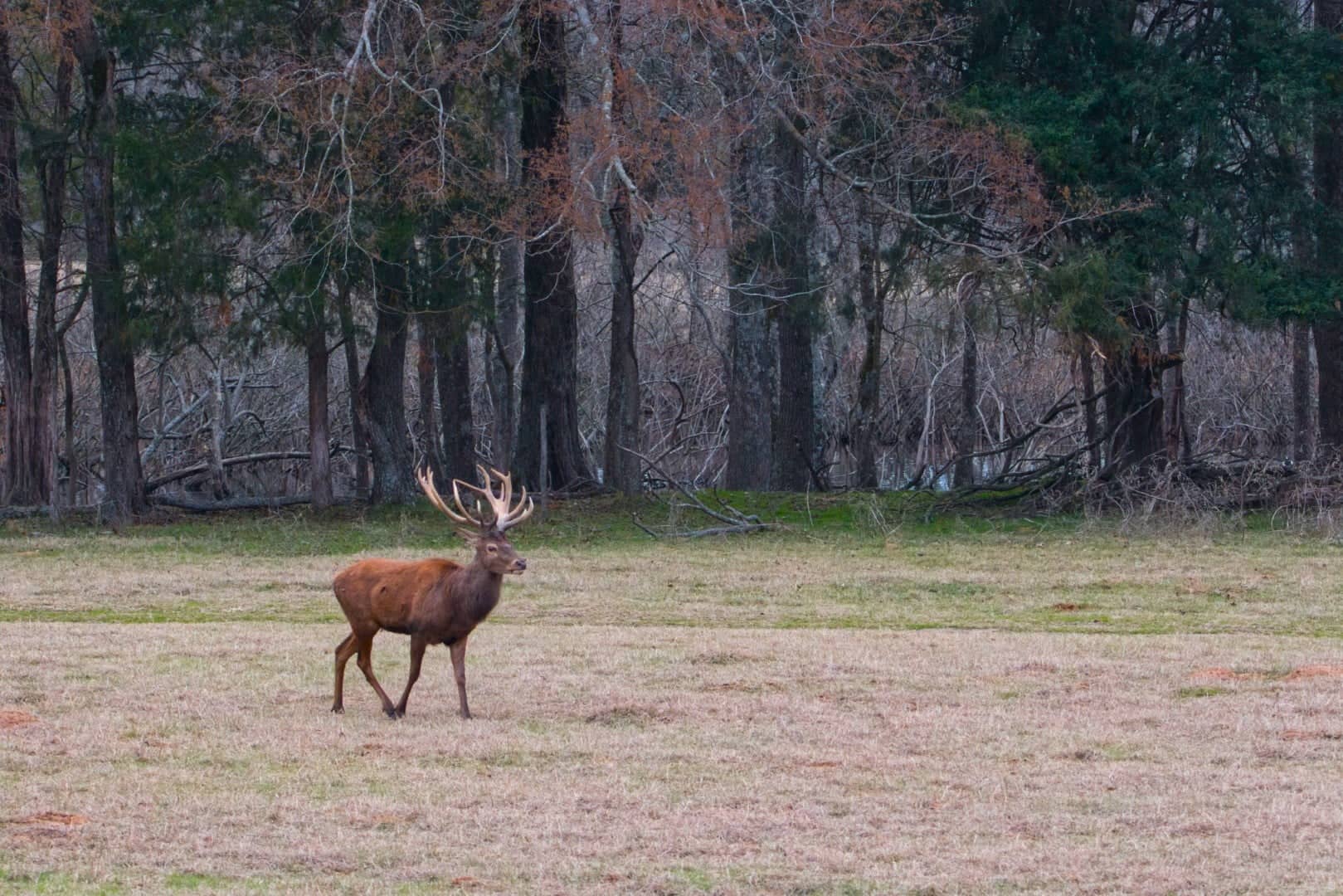 Texas Red Stag at Rustic Springs Ranch