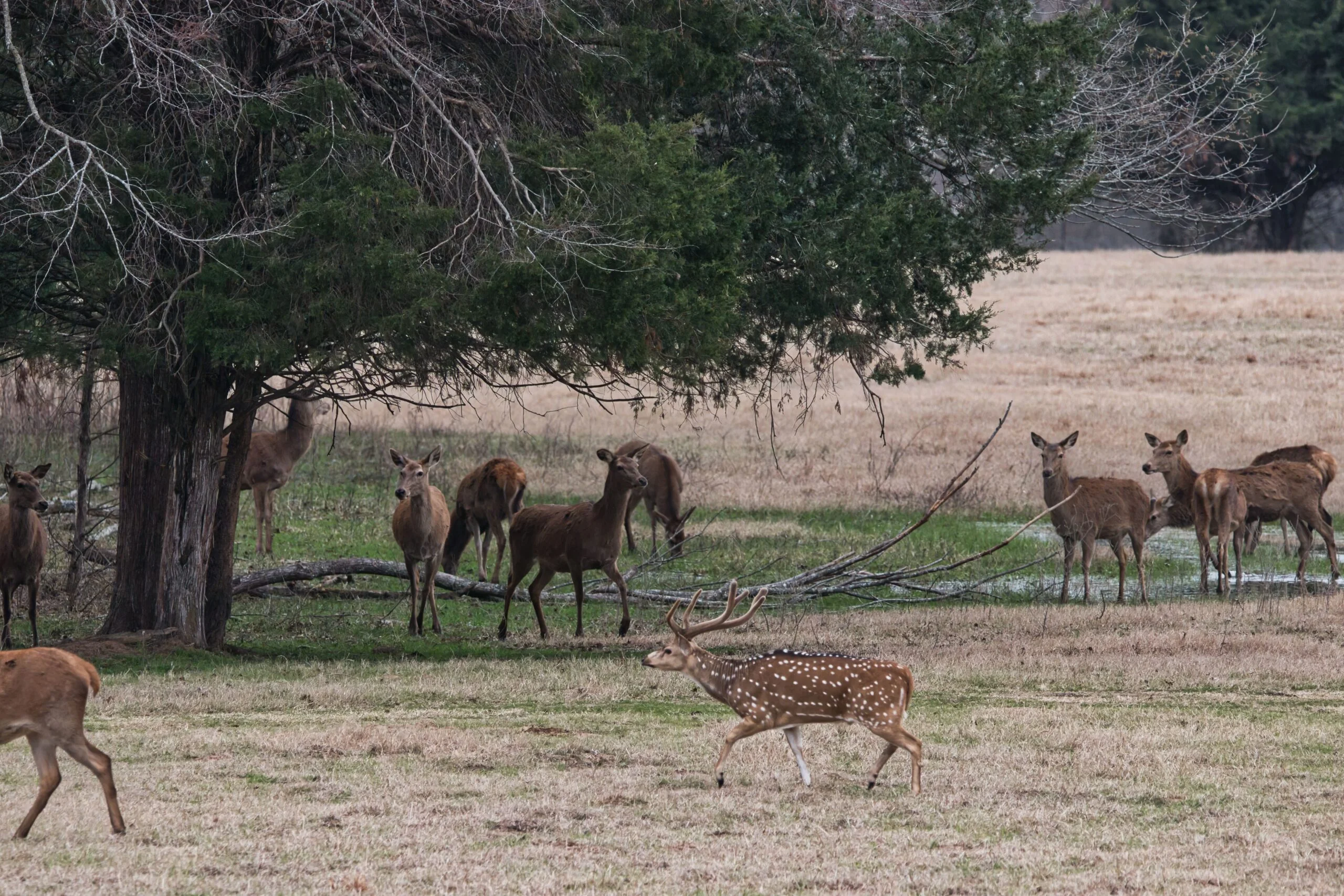 Axis buck hinds at Rustic Springs Ranch in East Texas