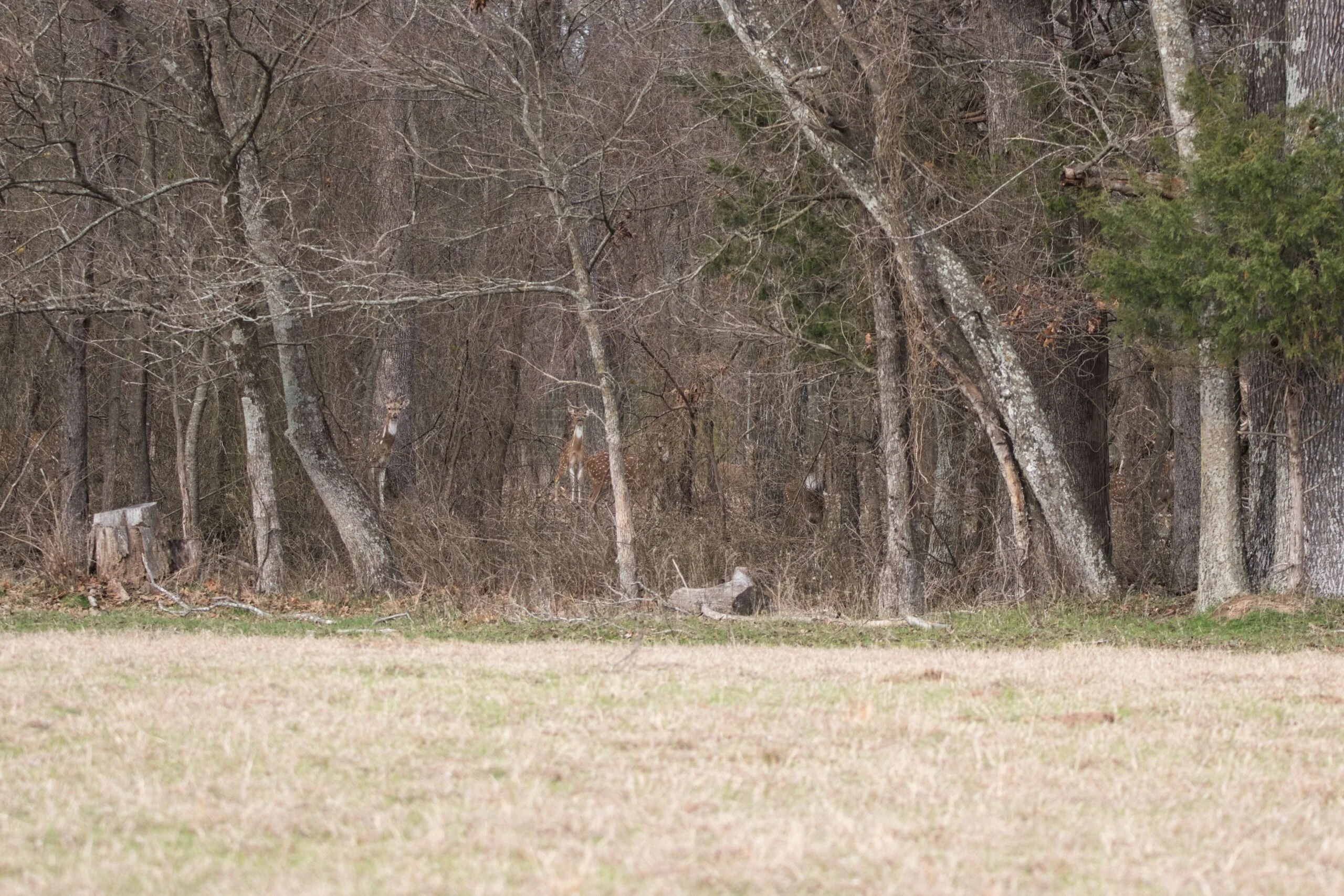 Axis in brush at Rustic Springs Ranch in East Texas