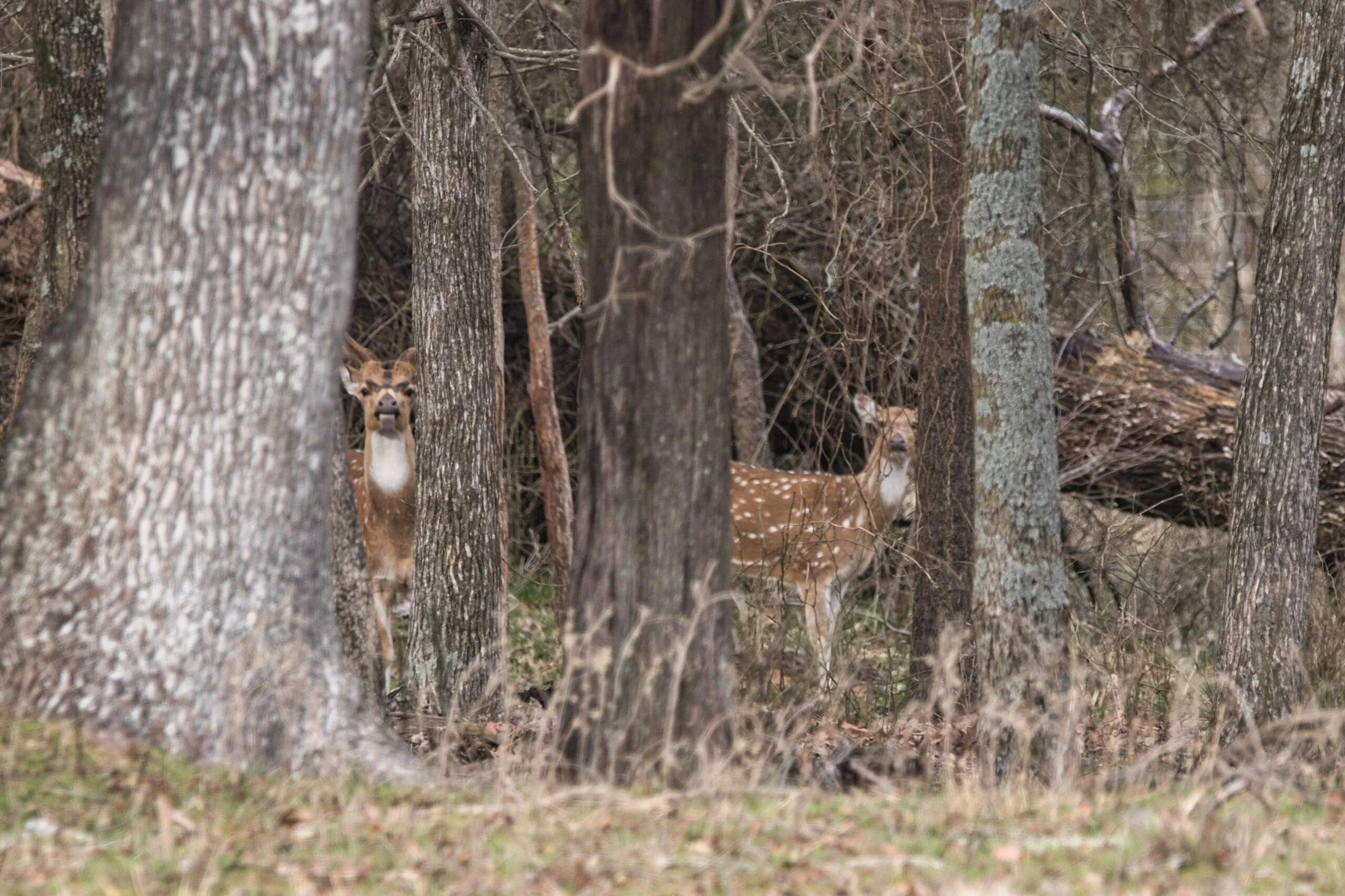 Axis in trees at Rustic Springs Ranch in East Texas