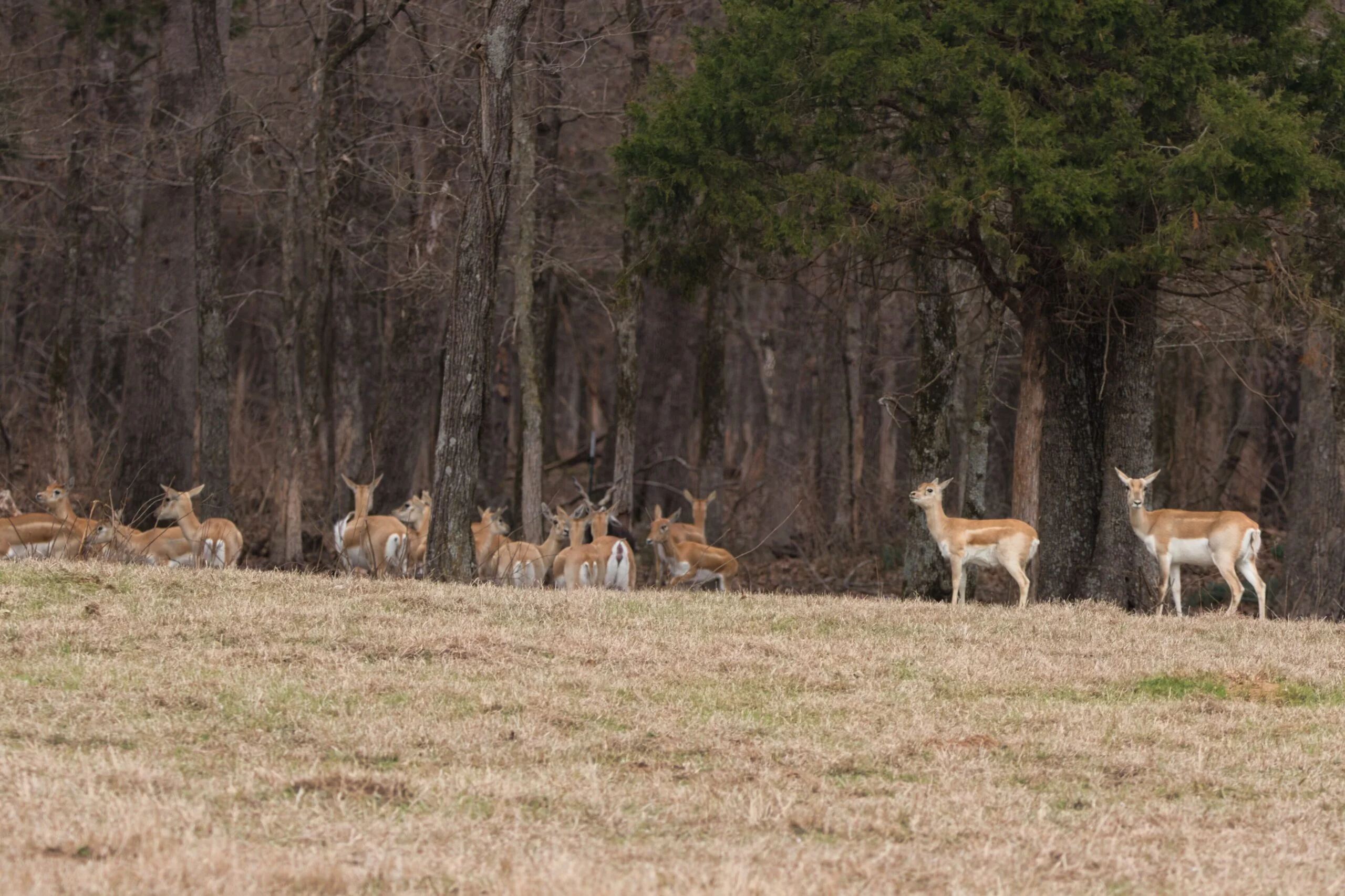 Blackbuck does at Rustic Springs Ranch in East Texas