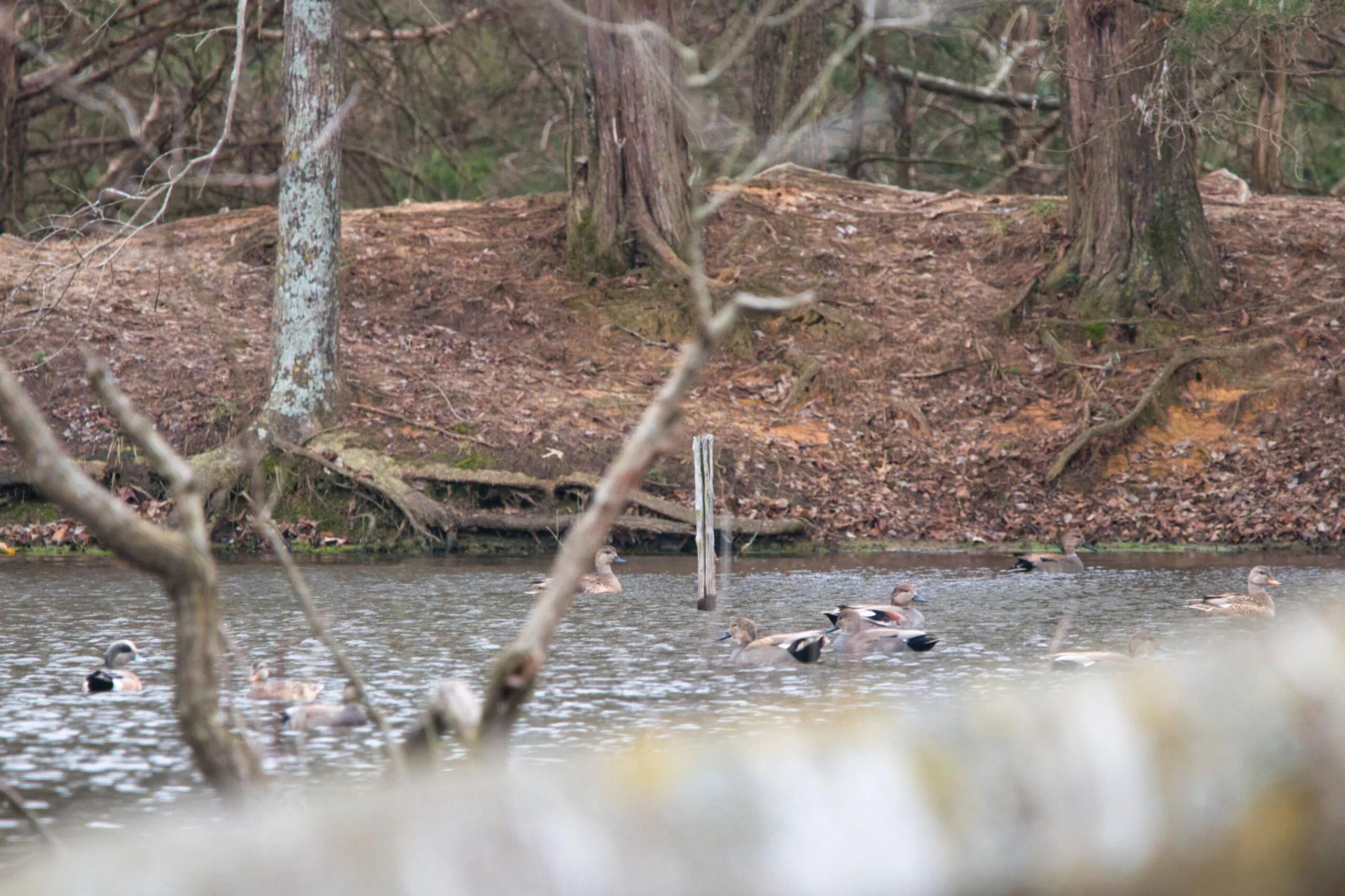 Ducks at Rustic Springs Ranch in East Texas