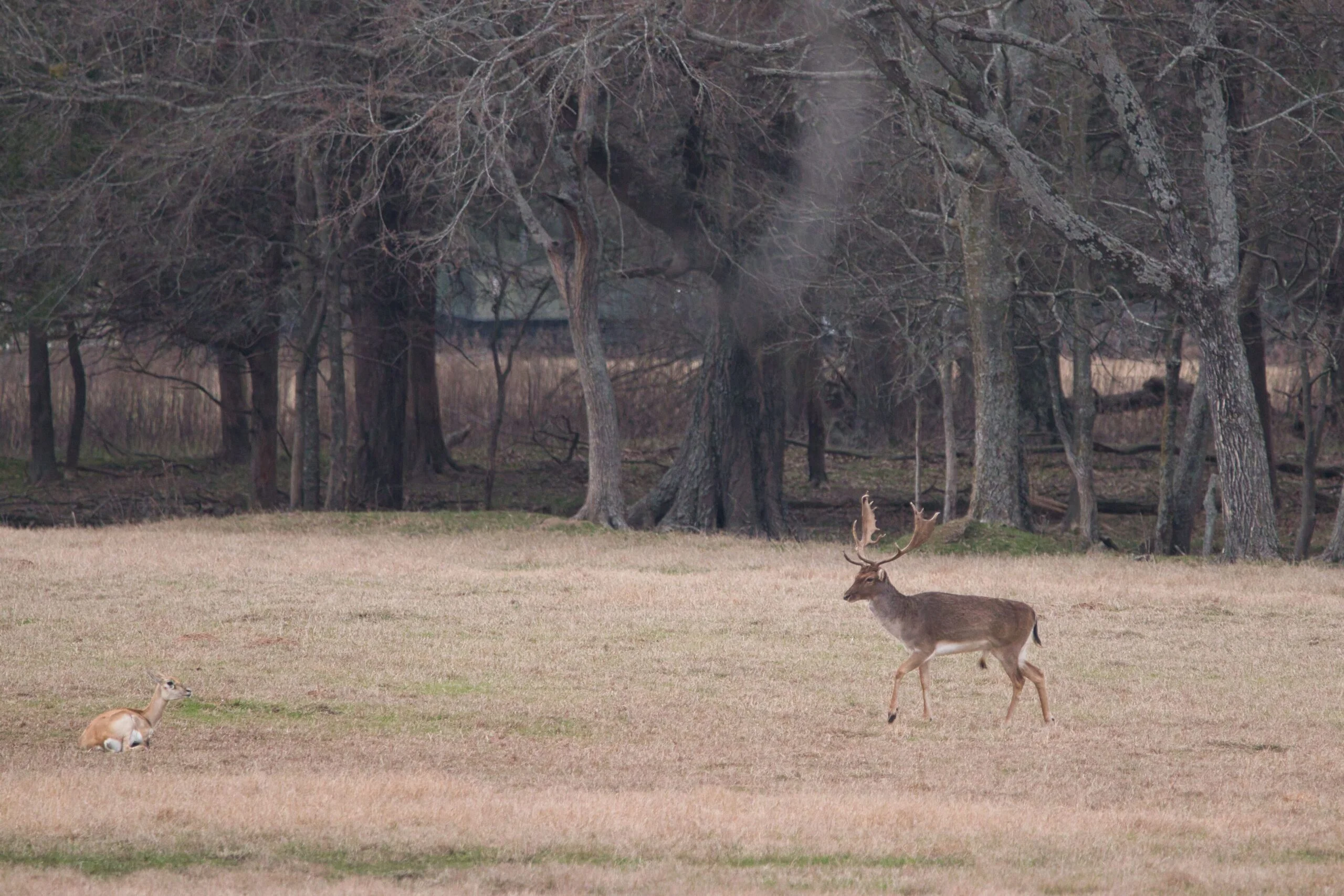 Fallow buck at Rustic Springs Ranch in East Texas