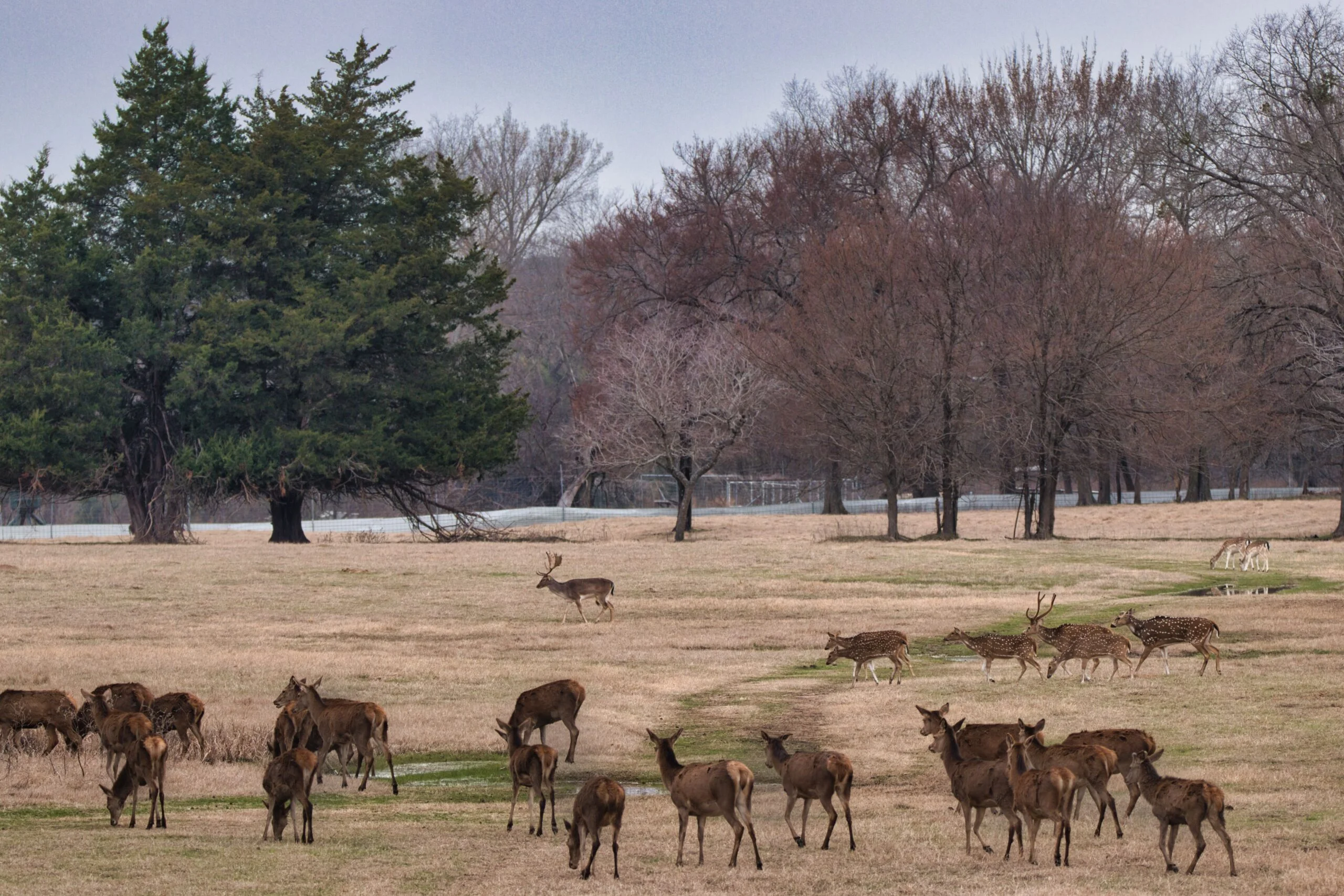 Fallow hinds axis at Rustic Springs Ranch in East Texas