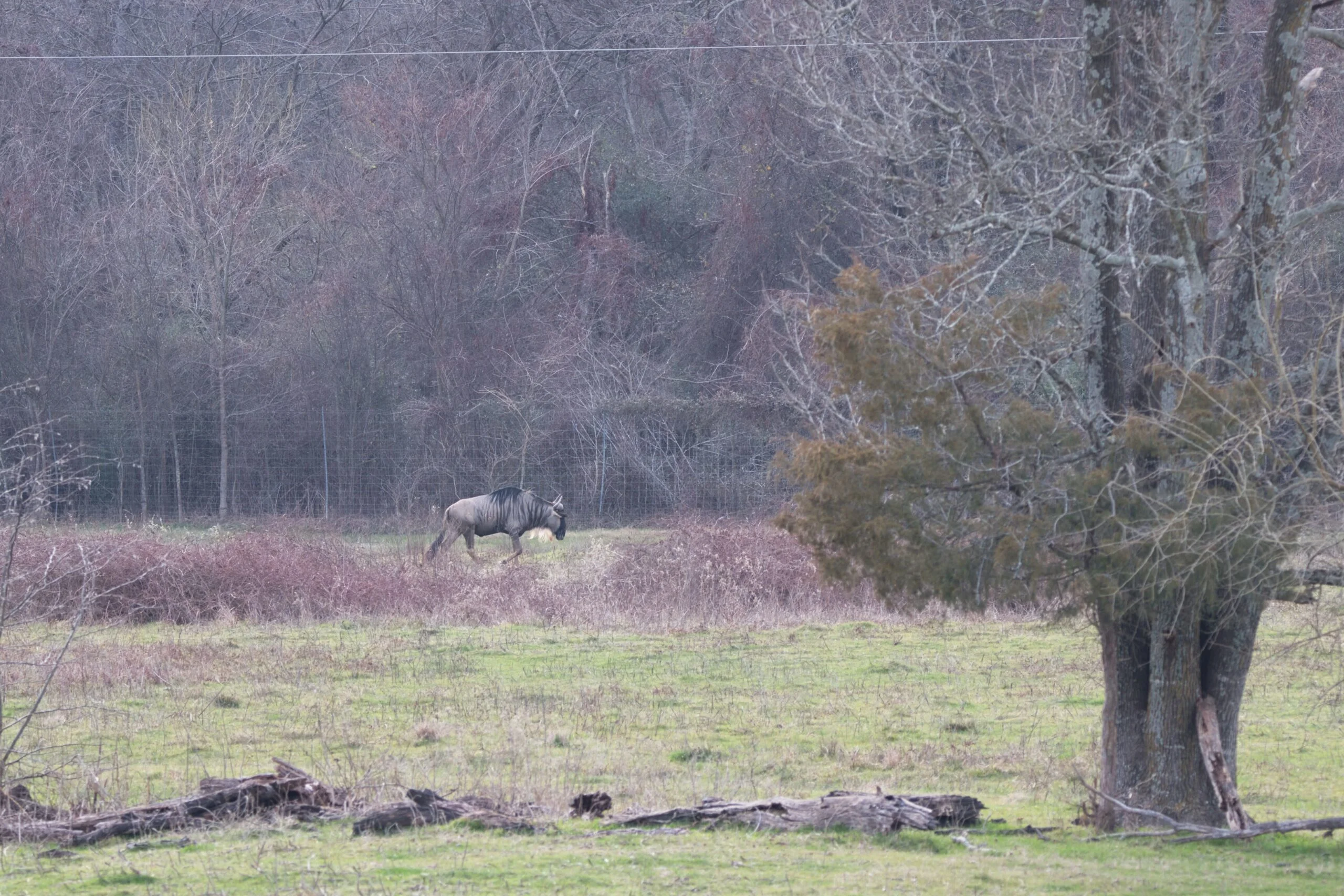 Wildebeest at Rustic Springs Ranch in East Texas