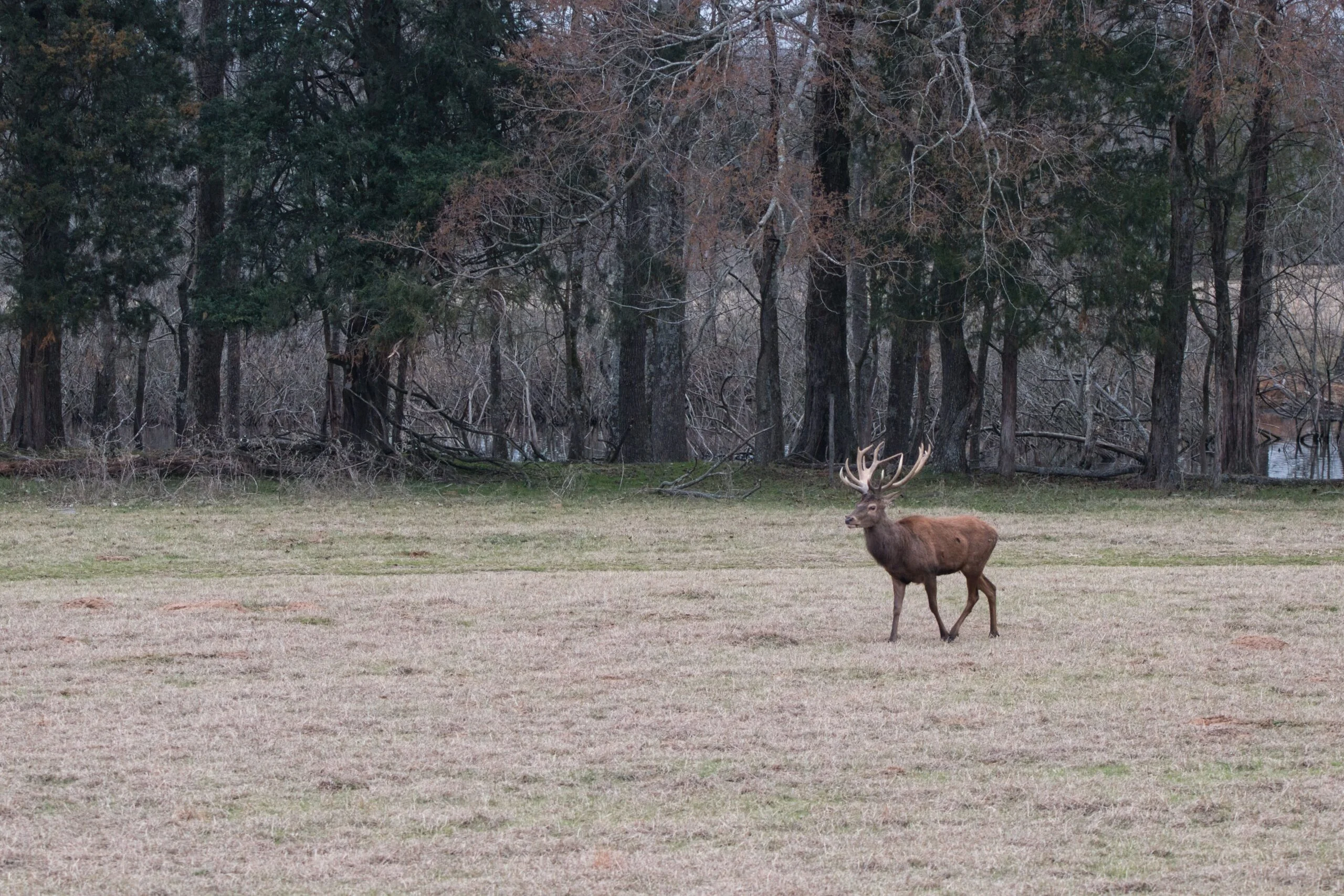 Young stag at Rustic Springs Ranch in East Texas