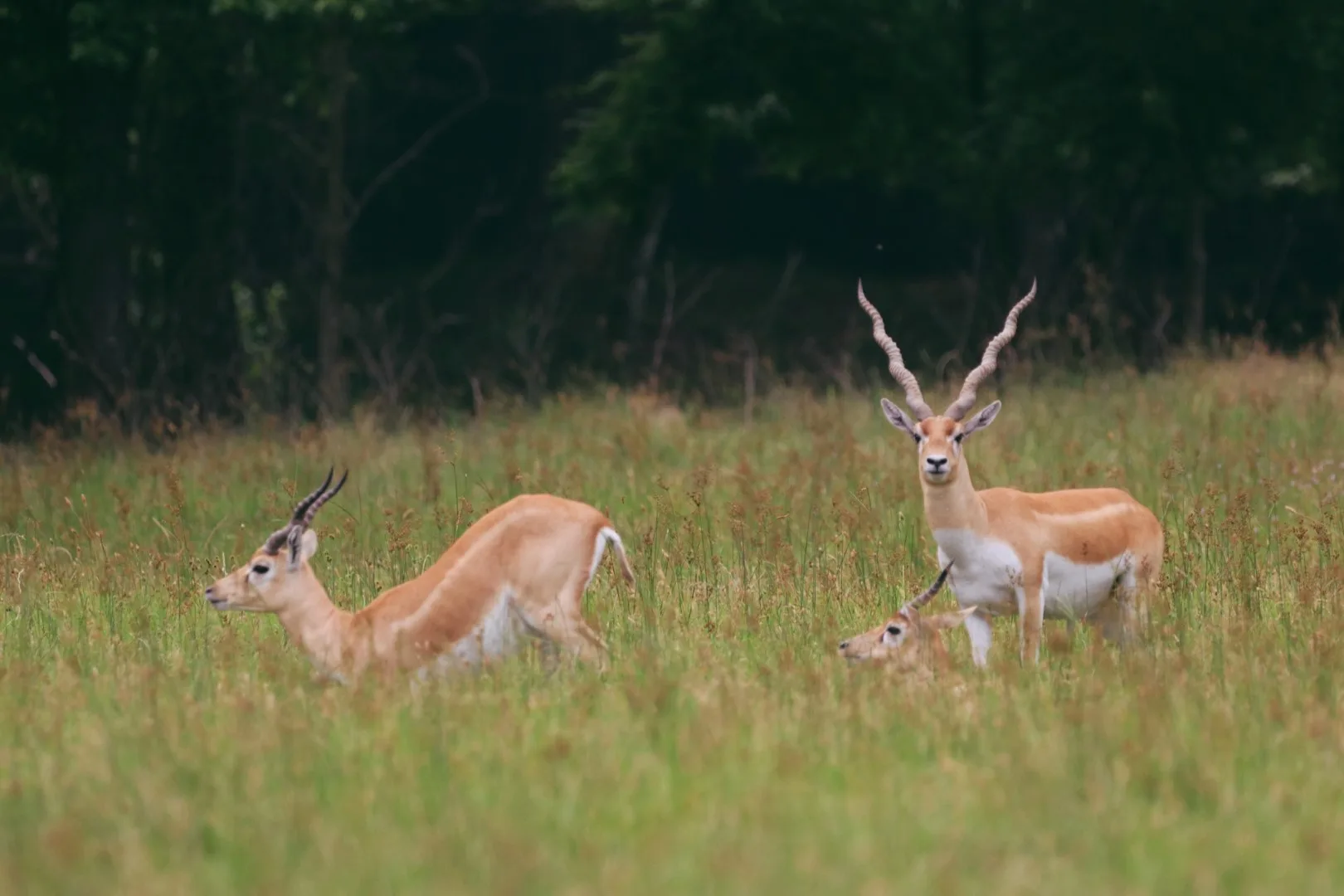 Wildlife at Rustic Springs Ranch in East Texas